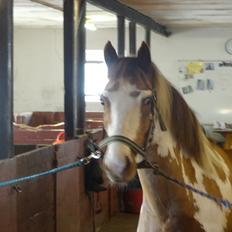 Pinto B-boy højgaard