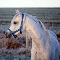 Arabisk fuldblod (OX) Esseg