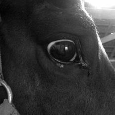 Dansk Varmblod Donna