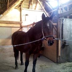 Dansk Varmblod Donna