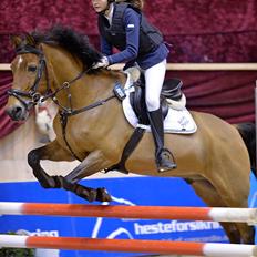 Hollandsk Sportspony Kantje's Pascal 