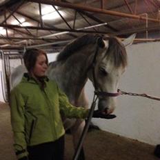 Anden særlig race Kairo