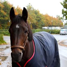 Anden særlig race Sweet Wonder