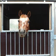 Anden særlig race Fru.Smith