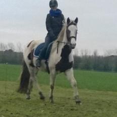 Barockpinto Langsigen Flint <3