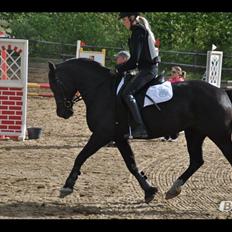 Welsh Cob (sec D) Valhallas Ladybird