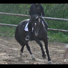 Welsh Cob (sec D) Valhallas Ladybird