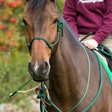 Dansk Varmblod Las-Vegas-EM