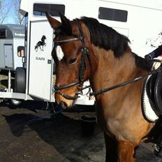 New Forest Diomedes Dyrekjær