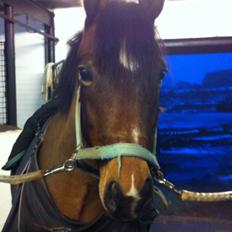 New Forest Diomedes Dyrekjær