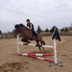 New Forest Diomedes Dyrekjær