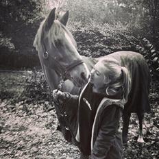 Tysk Sportspony Dakota 195