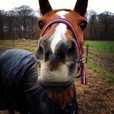 Tysk Sportspony Dakota 195