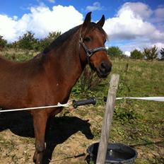 Anden særlig race Skipper