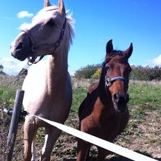 Anden særlig race Skipper