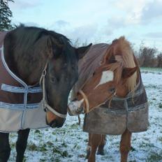 Sportsaraber (A) Lukas d 28 november Hvil i fred