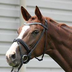 Dansk Varmblod Dotmosegaard's parimia