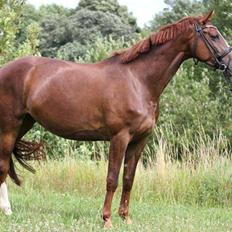 Dansk Varmblod Dotmosegaard's parimia