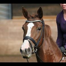 Dansk Varmblod Dotmosegaard's parimia