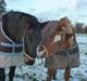Sportsaraber (A) Lukas d 28 november Hvil i fred
