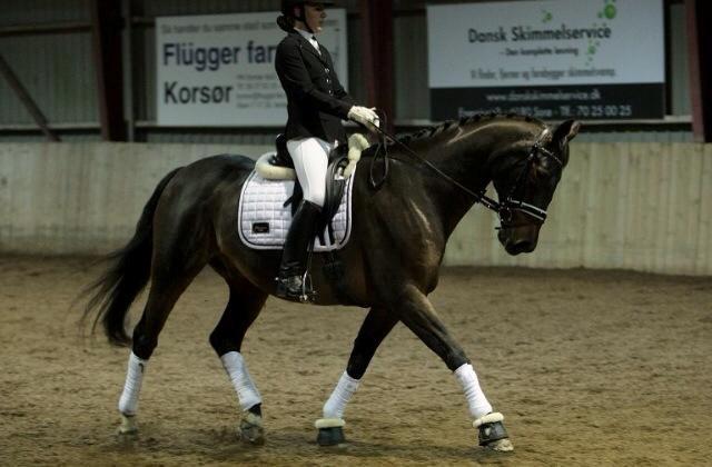 Anden særlig race Easy Go Sofus billede 12