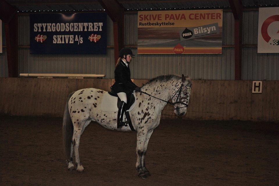 Knabstrupper Nevara Shadow aka. Punto - Stævne. :) billede 3