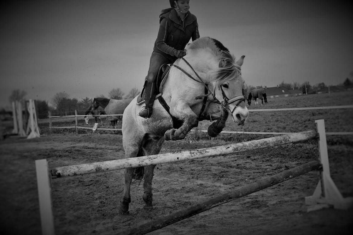 Fjordhest thomas billede 2