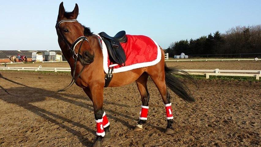 Anden særlig race Sibiriens Chestar - I ønskes alle en rigtig glædelig jul billede 1