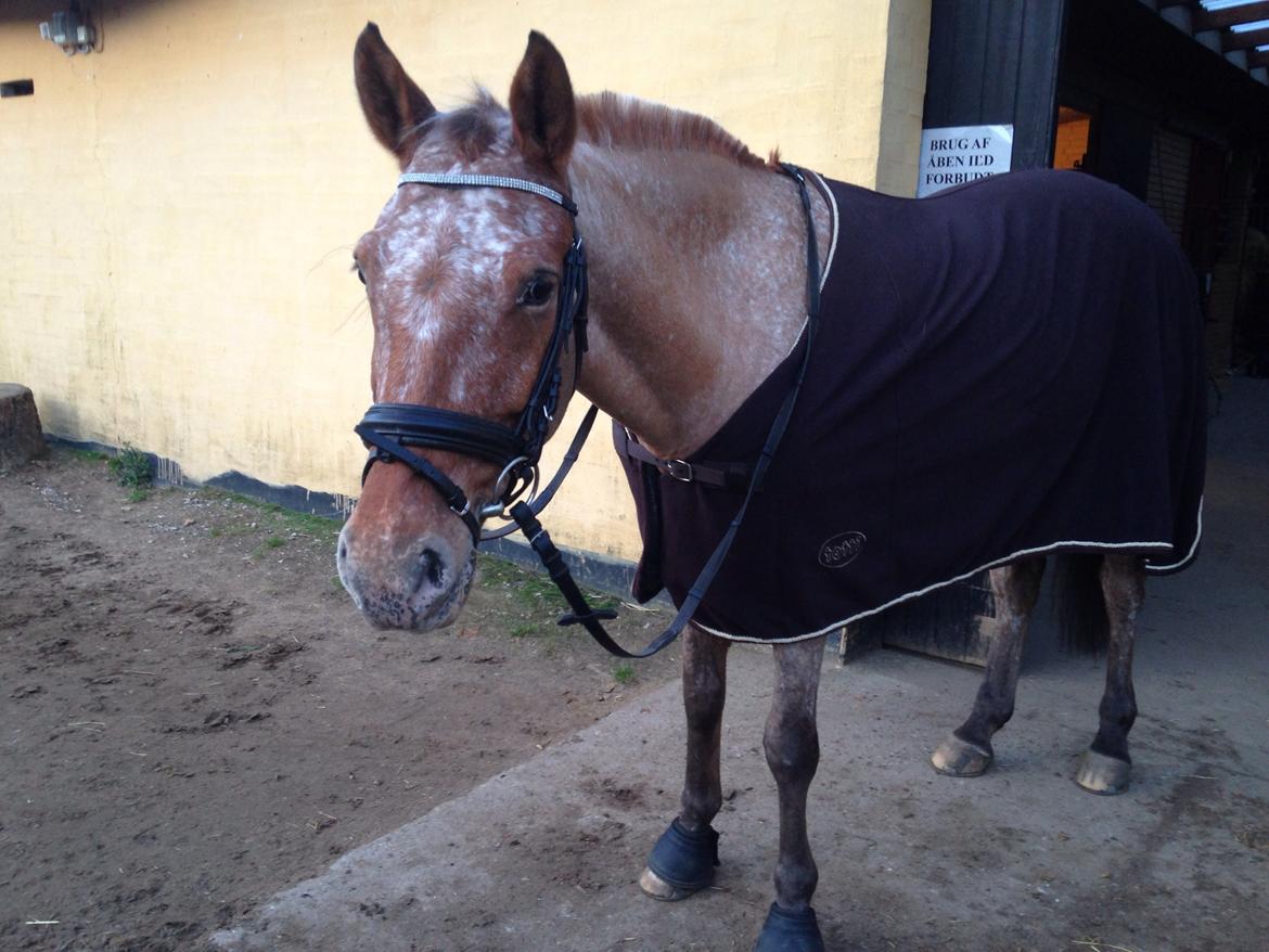 Knabstrupper Skovgårdens Rollo<3 billede 6