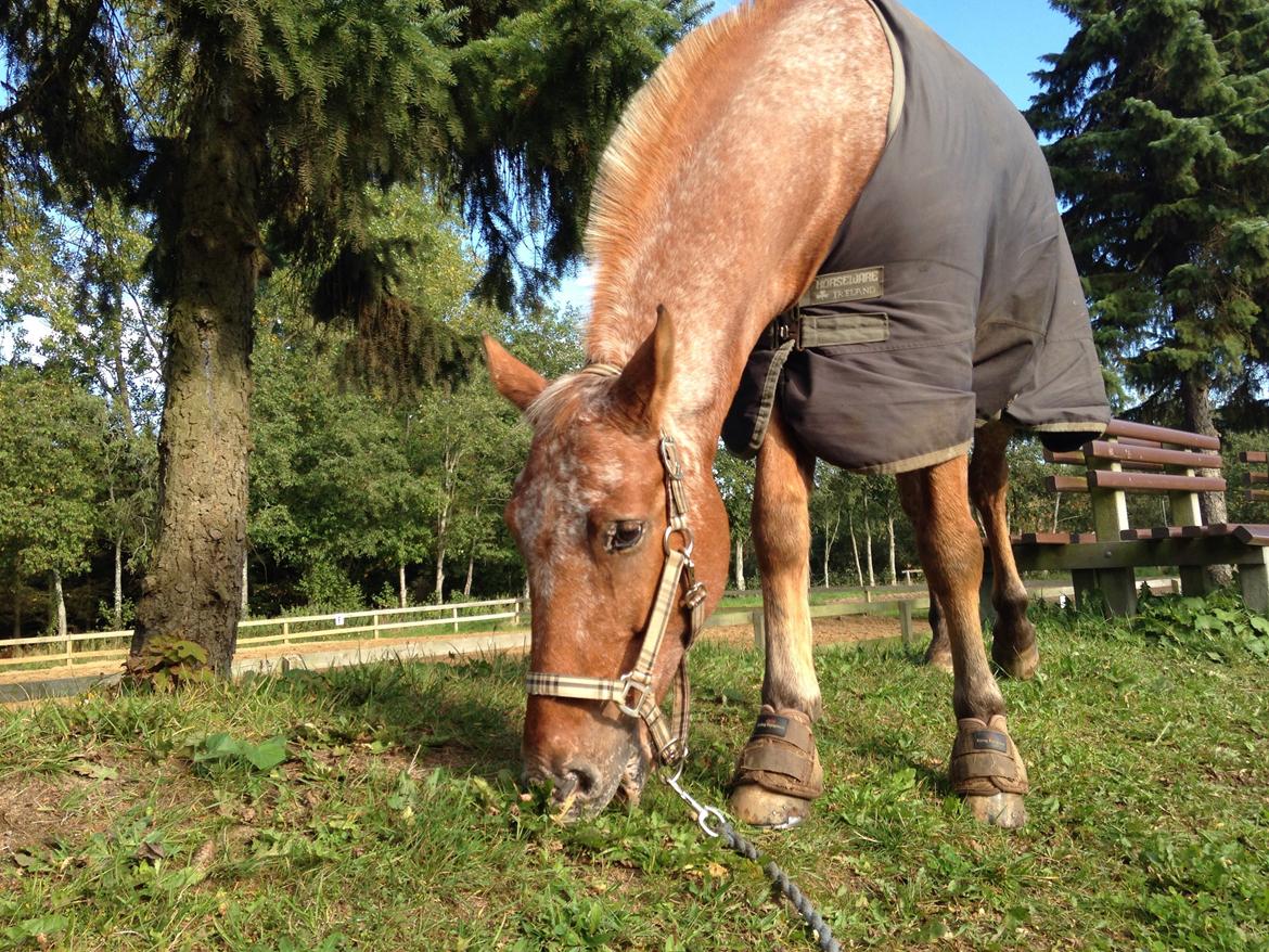Knabstrupper Skovgårdens Rollo<3 billede 8