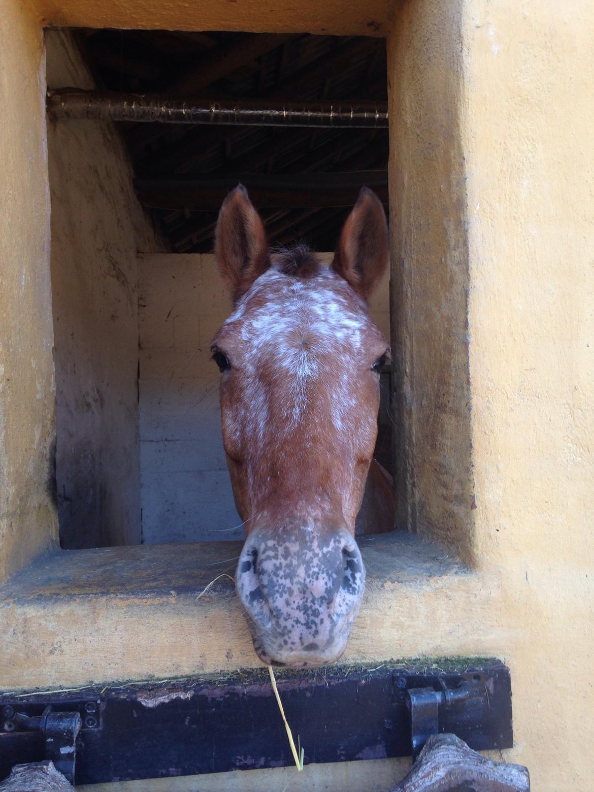 Knabstrupper Skovgårdens Rollo<3 billede 9