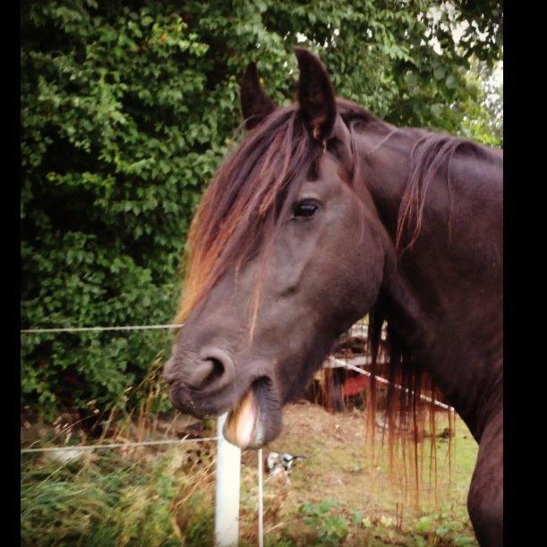 Frieser Olga af Hedegård billede 6