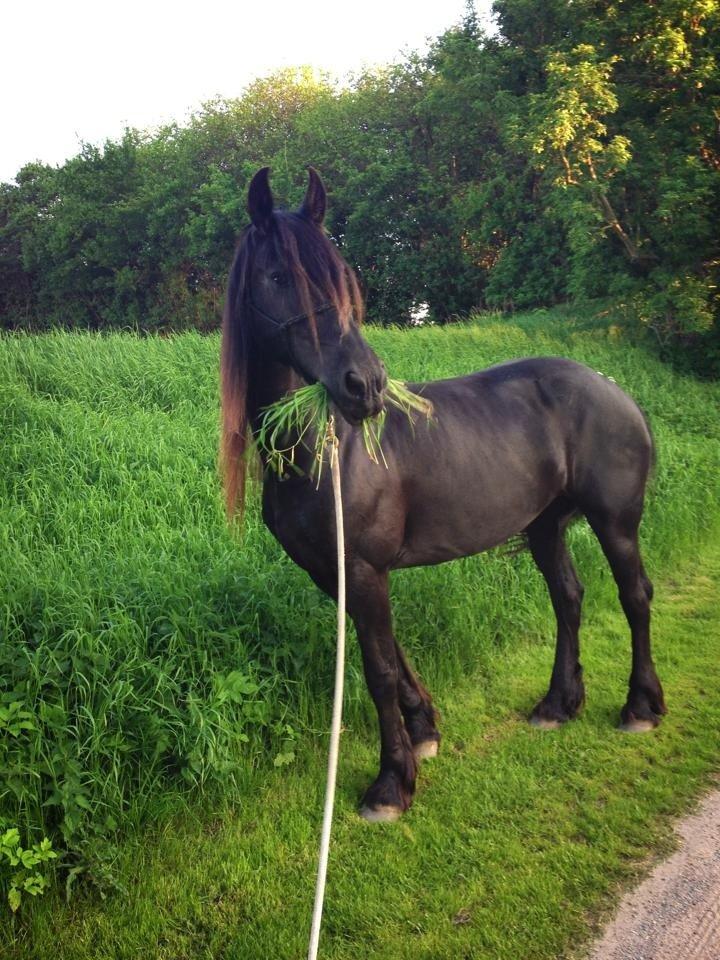 Frieser Olga af Hedegård billede 2