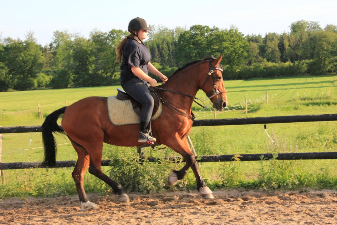 Anden særlig race - Kimse - Hun blev da en fin hest?.. - I skal ikke tage jer af at hackamoren er nearly vandret, men den er spændt for løst.. Foto: Elisabeth Knudsen. billede 13