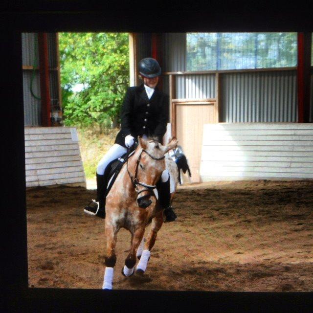 Anden særlig race Little Kahlua - Ved ikke hvad der sker for mit hoved...  billede 19