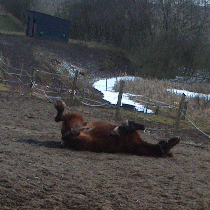 Welsh Cob (sec D) Stallone - min lille skat hygger sig billede 4