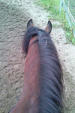 Welsh Cob (sec D) Stallone - Stallone verdens dejligste at ride på! billede 2