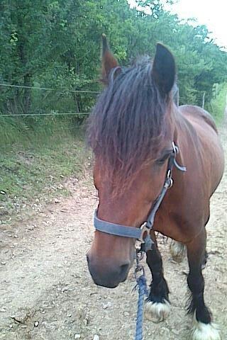 Welsh Cob (sec D) Stallone - (s)kønne billede 3