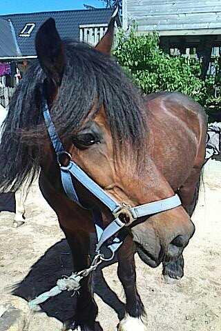 Welsh Cob (sec D) Stallone - skønne dreng billede 1