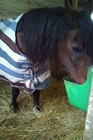 Welsh Cob (sec D) Stallone - Stallone spiser billede 5