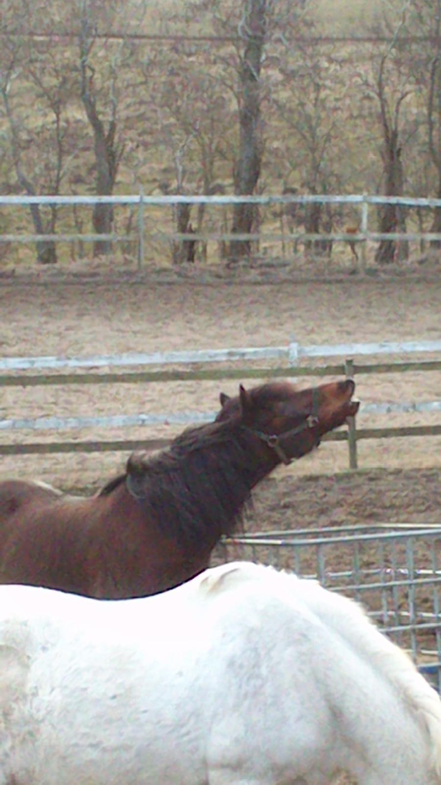 Welsh Cob (sec D) Stallone billede 6