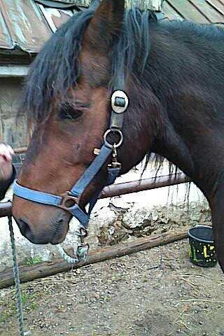 Welsh Cob (sec D) Stallone - tak fordi du kiggede forbi billede 7