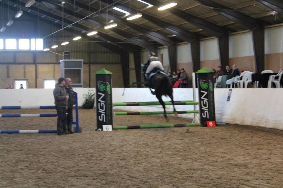 Dansk Varmblod Stald Nyborgs Chantell - Regionsstævne i RIK d. 1 December 2013. Vinder af LD'en som eneste fejlfrie i hovedrunden. Foto: Mette Wraae billede 17