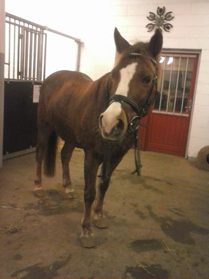 New Forest RKRR's Manja... *Ridder På* billede 1