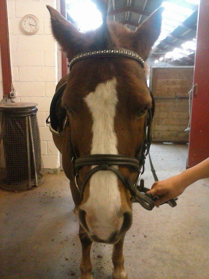 New Forest RKRR's Manja... *Ridder På* billede 3