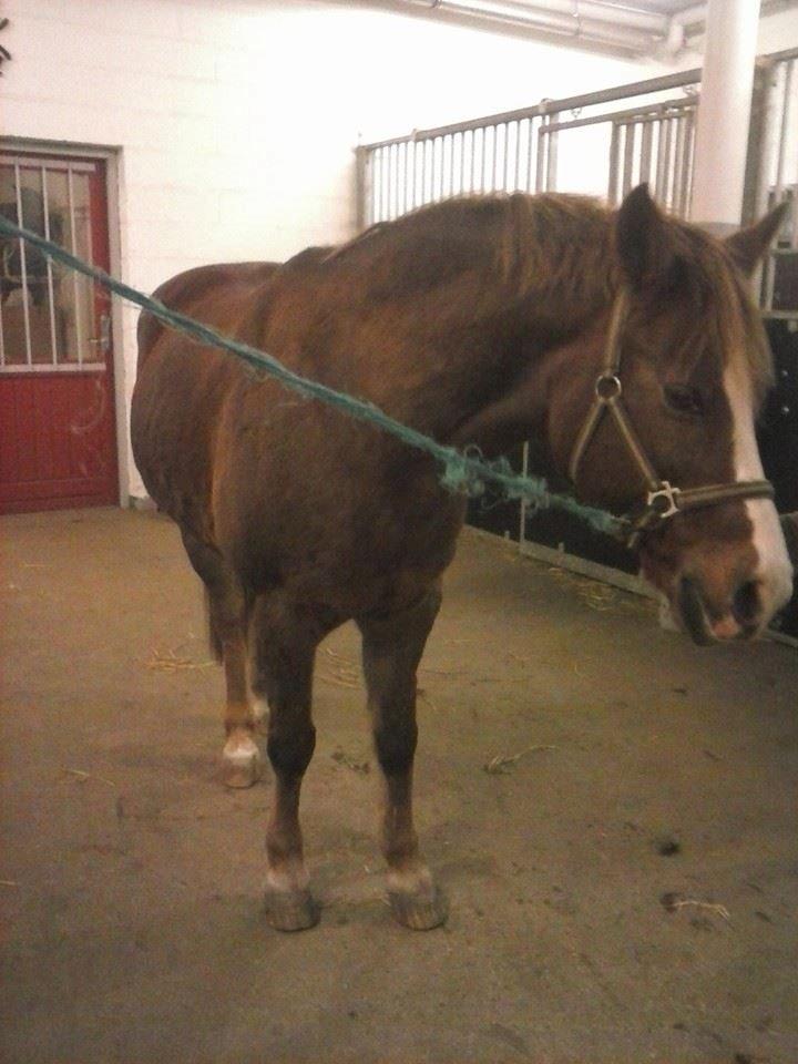 New Forest RKRR's Manja... *Ridder På* billede 4