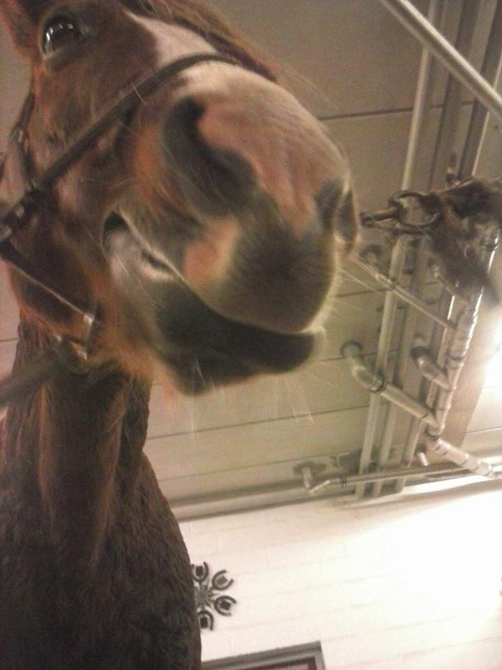 New Forest RKRR's Manja... *Ridder På* billede 5