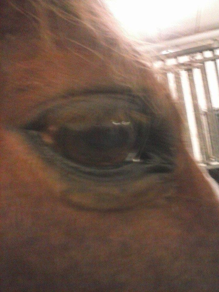 New Forest RKRR's Manja... *Ridder På* billede 6