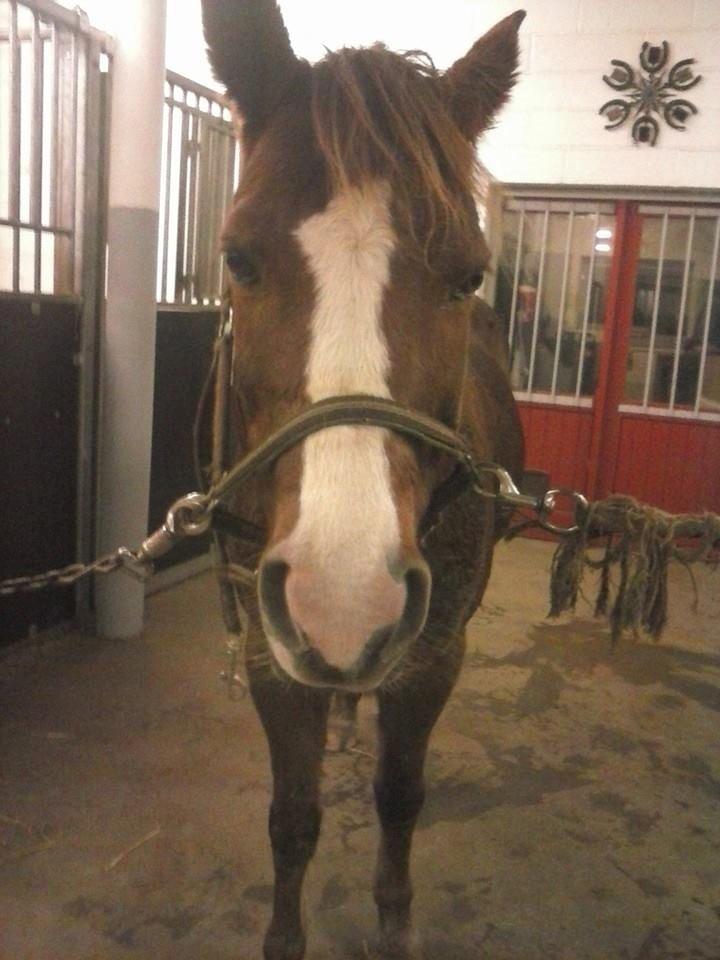 New Forest RKRR's Manja... *Ridder På* billede 7