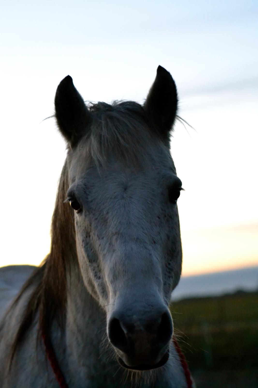 Anden særlig race Pasqual -My Unicorn- billede 44